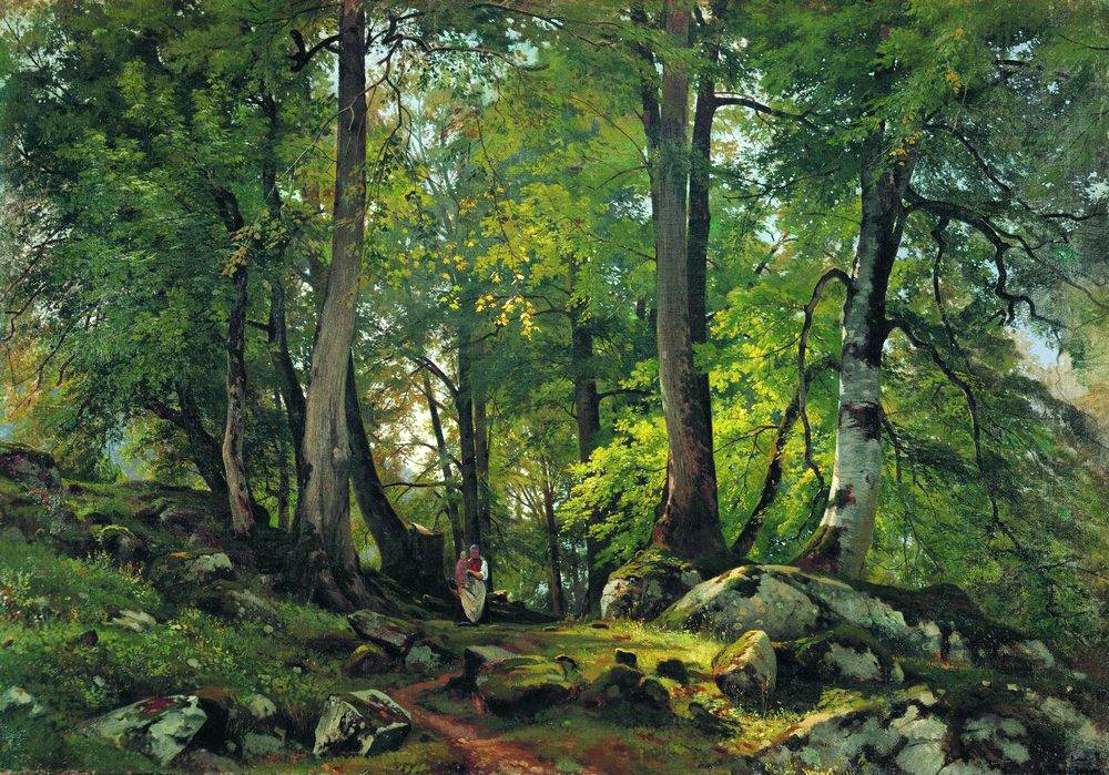 forest in switzerland